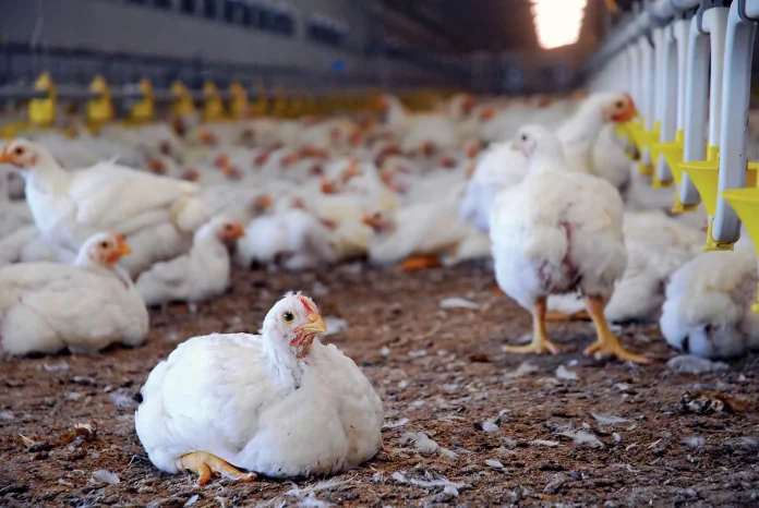 poultry industry
