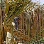 Fresh cultivation starts as sugar mills crush 70% of current cane crop