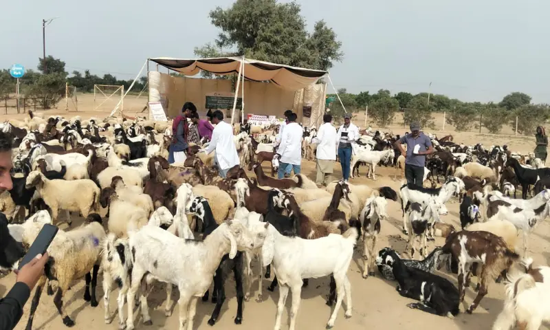 Rs1.28b project planned to boost livestock, arid agriculture in Thar