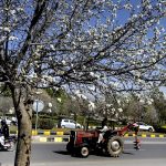 A blossoming tree in full bloom adds to the beauty of the landscape on a clear sunny day near F-8 area in the Federal Capital