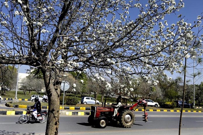 A blossoming tree in full bloom adds to the beauty of the landscape on a clear sunny day near F-8 area in the Federal Capital