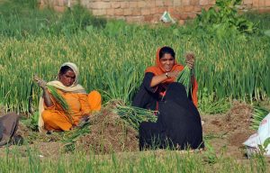 Women farmers sort and bundle freshly harvested green onions in a vegetable field on the outskirts of the city.