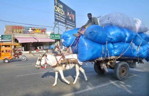 A labourer transports large blue sacks on a donkey cart along a busy city road, reflecting the daily struggle for livelihood amid the rush of urban life.