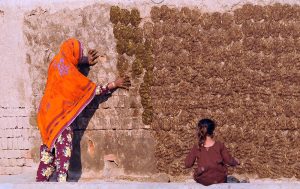 A woman pastes cow dung cakes on a wall for drying at a rural household on the outskirts of the city. The dried cakes are commonly used as domestic fuel in villages.