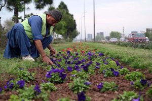 A PDA staffer ploughs and plants seasonal saplings at a greenbelt near the Motorway Toll Plaza.