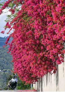 A vibrant wall of blooming bougainvillea adds a burst of color to the roadside as spring arrives in the Federal Capital.