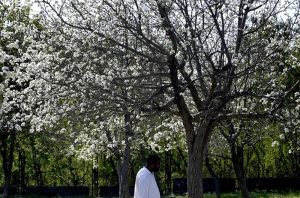 A blossoming tree in full bloom adds to the beauty of the landscape on a clear sunny day near F-8 area in the Federal Capital