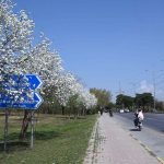 A view of cherry blossoms flourishing and blooming along Murree Road, marking the arrival of spring in the Federal Capital