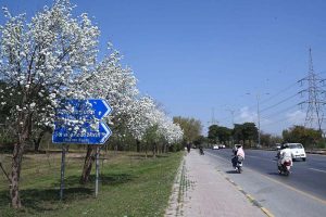 A view of cherry blossoms flourishing and blooming along Murree Road, marking the arrival of spring in the Federal Capital