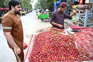 Vendors displaying seasonal fruit ‘melon’ to attract the customers at Shamsabad
