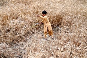 Hands that feed the land, and the nation. A boy harvesting rice crop at a farm field near Lal Bakhsh Bugti Village.