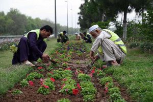 A PDA staffer ploughs and plants seasonal saplings at a greenbelt near the Motorway Toll Plaza.