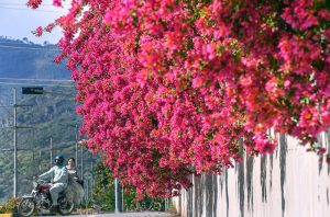A vibrant wall of blooming bougainvillea adds a burst of color to the roadside as spring arrives in the Federal Capital.