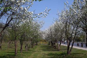 A view of cherry blossoms flourishing and blooming along Murree Road, marking the arrival of spring in the Federal Capital