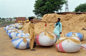 Workers weigh dried fodder into large sacks using a traditional balance scale at a local storage yard, preparing the material for transportation and sale.