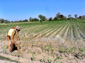 - A farmer is busy spraying anti-insect spray in a field on Jhang Road.