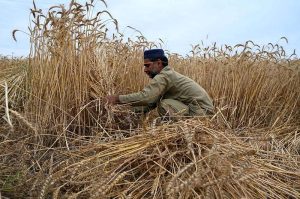A farmer busy in harvesting the Wheat crop at his farm field.