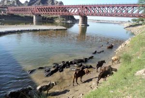 A herd of buffalo bathing in River Chenab under bridge.