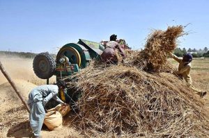 Farmers thresh wheat using a threshing machine in the fields during the peak harvesting season in Tando Haider
