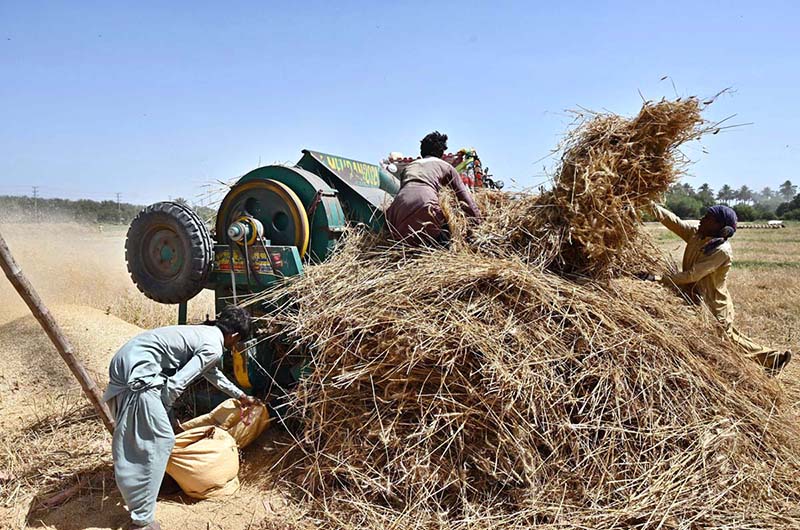 Farmers thresh wheat using a threshing machine in the fields during the peak harvesting season in Tando Haider