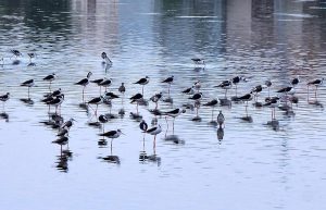 A roadside vendor arranges and displays fresh strawberries on a wooden cart along a city road to attract customers.