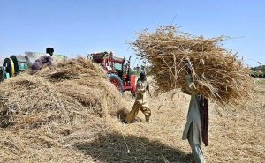 Farmers thresh wheat using a threshing machine in the fields during the peak harvesting season in Tando Haider