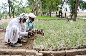 Old hands nurturing new beginnings. Aged workers arrange young saplings in symmetrical rows at a local nursery.