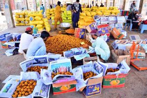 Workers busy in packing chico fruit in the wooden boxes at fruits market.