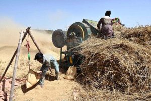 Farmers thresh wheat using a threshing machine in the fields during the peak harvesting season in Tando Haider