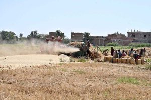 Farmers thresh wheat using a threshing machine in the fields during the peak harvesting season in Tando Haider