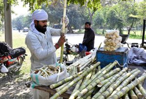 A vendor peels sugarcane and prepares fresh pieces on the roadside to attract customers.