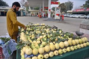 A vendor arranging guava on his cart to attract the customers at Shama Chowk.