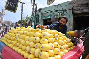 A vendor arranging and displaying melon on his handcart to attract the customers at City Road.