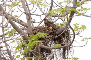 Home, high above the noise. A Kite is sitting on its nest on a tree.