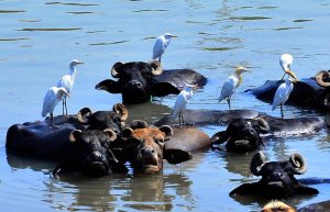 Birds perch on buffaloes while swimming in the Channel Mori Canal, offering a serene glimpse of rural life in the city.