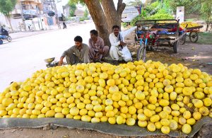A vendor displaying melons to attract the customers along the roadside.