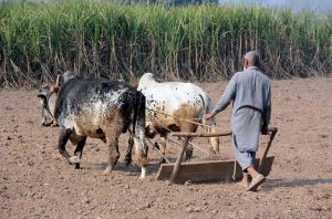 A farmer is leveling a field using traditional methods with oxen for a new crop.