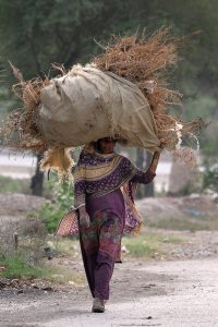 A woman carries a heavy bundle of dried tree branches on her head to be used as fuel for burning in the outskirts of the city.