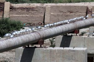 A flock of birds sitting on water pipeline at Phuleli Canal.