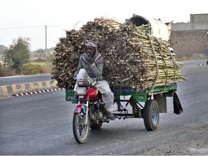 A tricycle loader on the way loaded with sugarcane at Multan Road