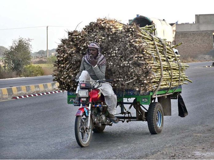 A tricycle loader on the way loaded with sugarcane at Multan Road