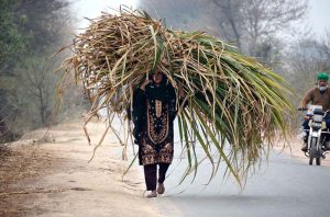 A woman is on her way back, carrying green fodder on her head for animals after cutting it from the field.