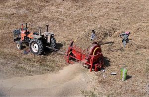 Farmers thresh harvested wheat using a thresher machine to separate grain from the stalks near Otha Bypass Road
