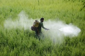 A farmer sprays pesticide on a lush green crop field to protect plants from pests and ensure healthy growth.