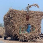 Labourers load harvested sugarcane onto a tractor trolley for transportation to a sugar mill.