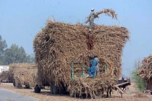 Labourers load harvested sugarcane onto a tractor trolley for transportation to a sugar mill.