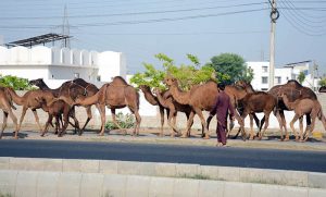 A herd of camels on the road heading towards for the grazing in the field at Makhdoom Rasheed Road.