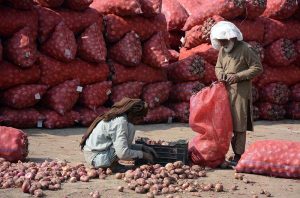 Labourer busy sorting good-quality onions at the Vegetable Market.