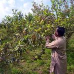 A farmer plucking guava from a tree in a fruit orchard in the area