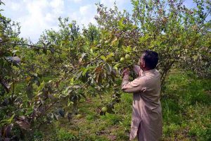 A farmer plucking guava from a tree in a fruit orchard in the area